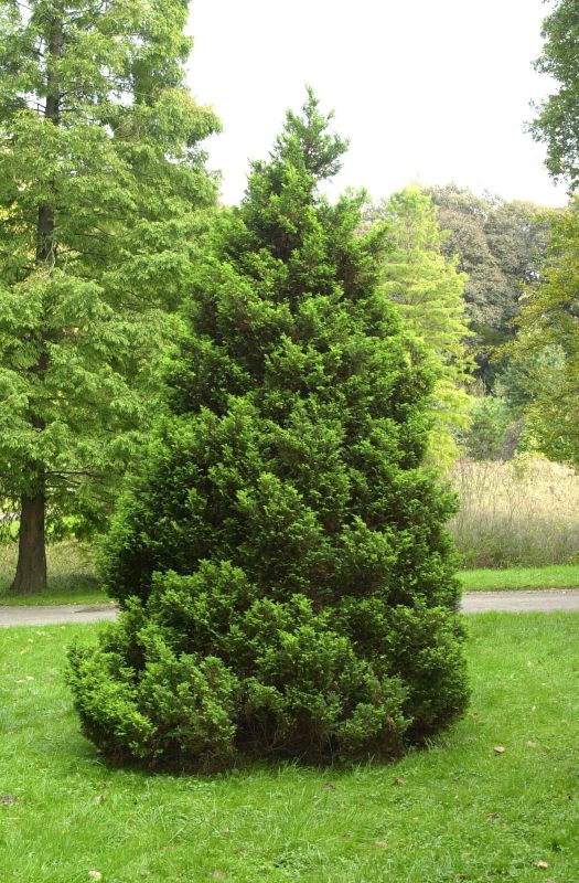 Chamaecyparis pis.'Plumosa Aurea' - Gelbe Mooszypresse 'Plumosa Aurea'