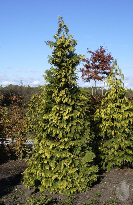 Chamaecyparis lawsoniana 'Alumigold' - Gelbe Säulenzypresse