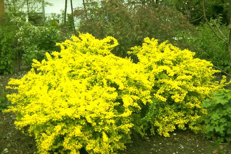 Berberis thunbergii 'Aurea' - Gelbe Zwergberberitze