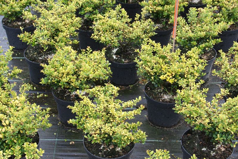 Ilex crenata 'Golden Gem' - Gelber Berg-Ilex