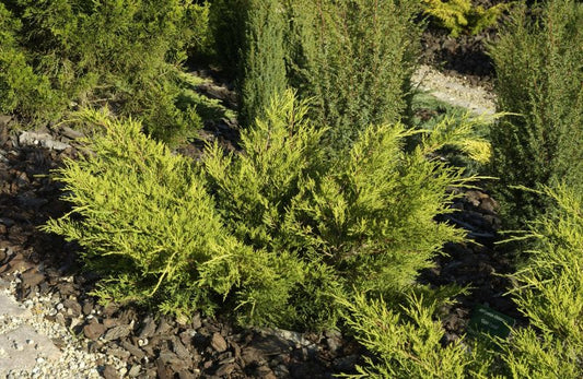 Juniperus media 'Gold Coast' - Gelber Strauchwacholder