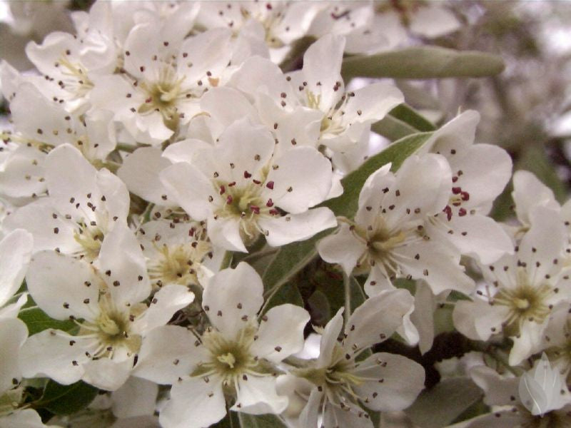 Pyrus communis CAC - Gemeine Birne
