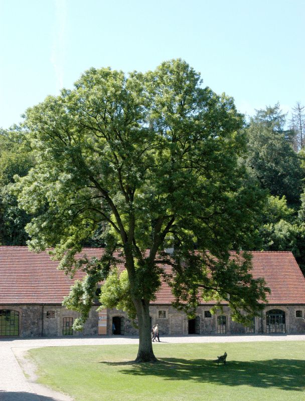 Fraxinus excelsior - Gemeine Esche