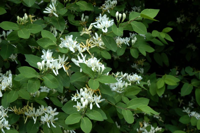 Lonicera xylosteum - Gemeine Heckenkirsche