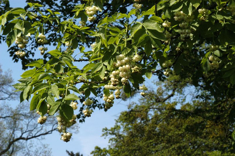 Staphylea pinnata - Gemeine Pimpernuss