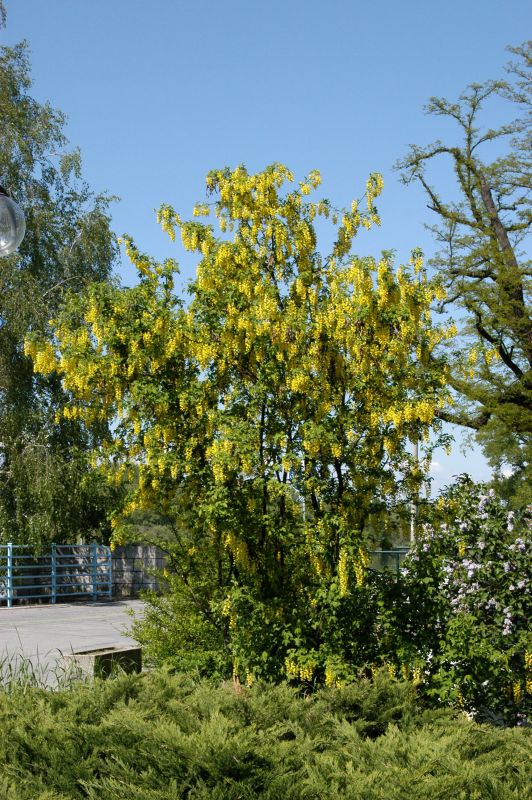 Laburnum anagyroides - Gemeiner Goldregen