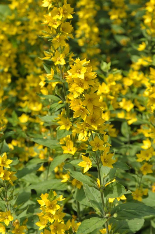 Lysimachia punctata - Gepunkteter Gilbweiderich