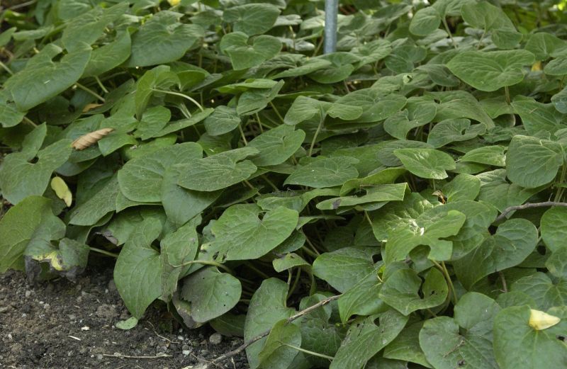 Asarum caudatum - Geschwänzte Haselwurz