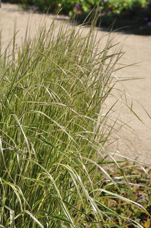Calamagrostis x acutiflora 'Overdam' - Gestreiftblättriges Garten-Reitgras