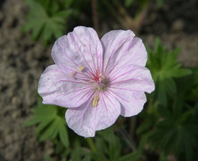 Geranium sanguineum var.striatum - Gestreifter Storchschnabel