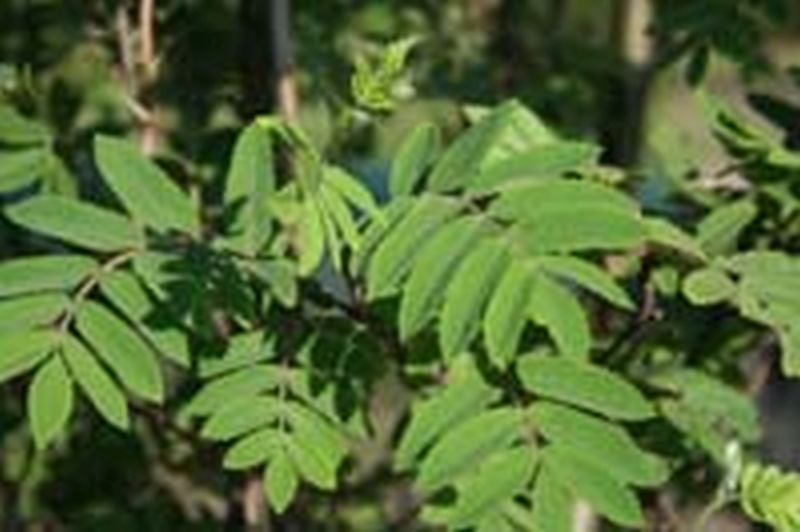 Sorbus aucuparia - Gewöhnliche Eberesche / Vogelbeere