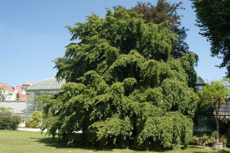 Carpinus betulus VgU - Gewöhnliche Hainbuche VgU