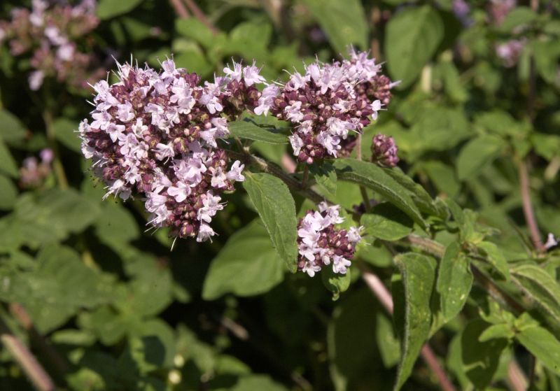 Origanum vulgare - Gewöhnlicher Dost, Wilder Majoran