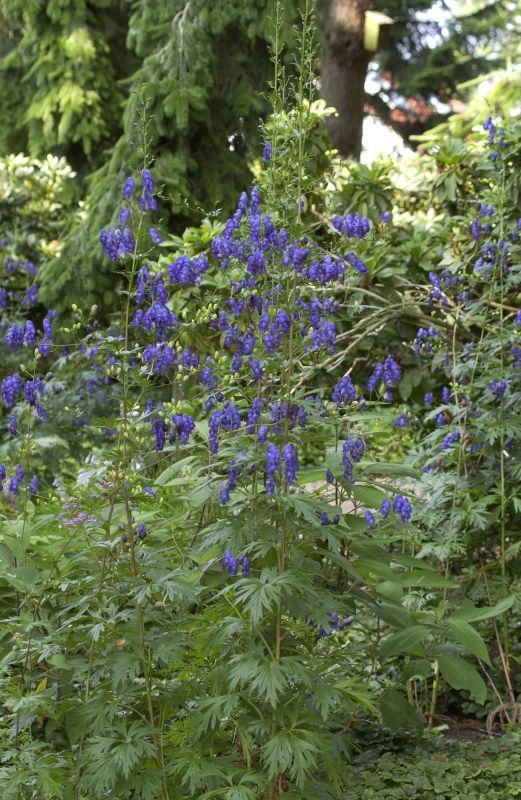 Aconitum napellus - Gewöhnlicher Eisenhut