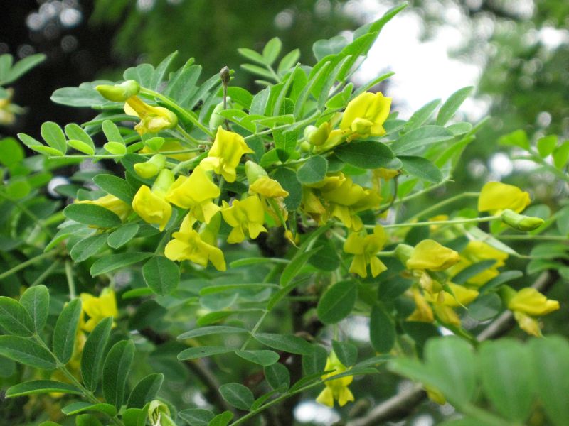 Caragana arborescens - Gewöhnlicher Erbsenstrauch