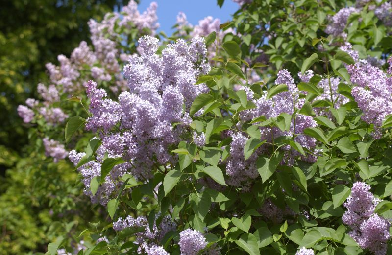 Syringa vulgaris VgU - Gewöhnlicher Flieder VgU