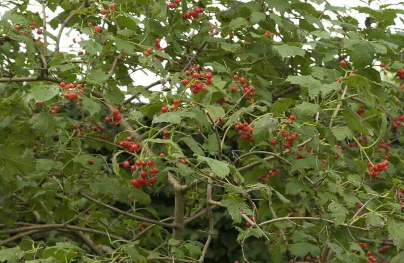 Viburnum opulus 'Compactum' - Gewöhnlicher Schneeball 'Compactum'
