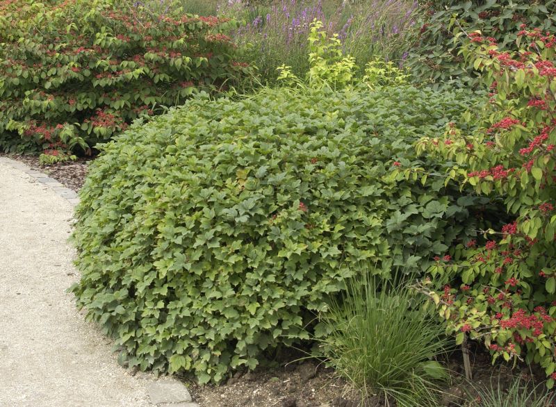 Viburnum opulus 'Nanum' - Gewöhnlicher Schneeball 'Nanum'