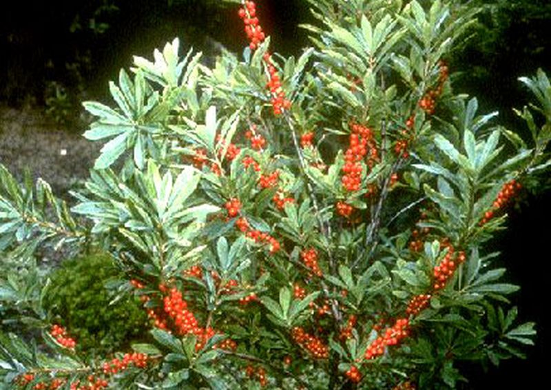 Daphne mezereum - Gewöhnlicher Seidelbast
