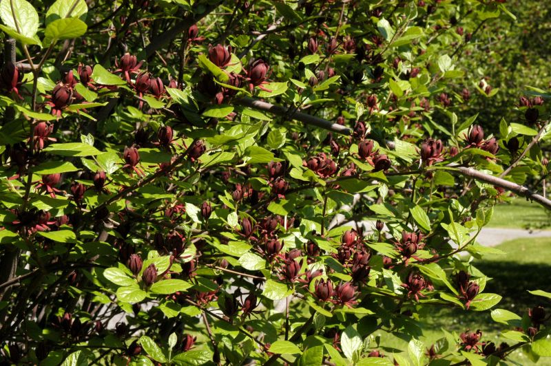 Calycanthus floridus - Gewürzstrauch floridus