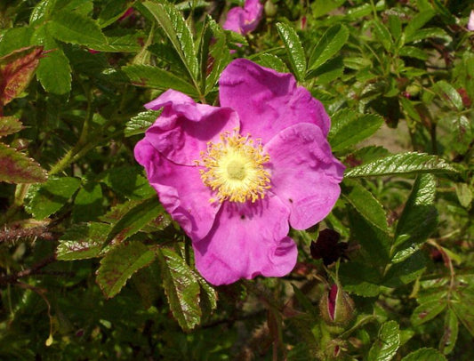 Rosa rugotida - Glanz-Apfelrose