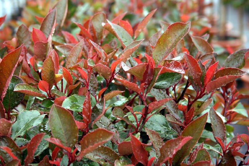 Photinia fraseri 'Red Robin' - Glanzmispel 'Red Robin'