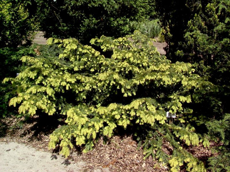 Taxus baccata 'Repandens Aurea' - Gold-Tafeleibe