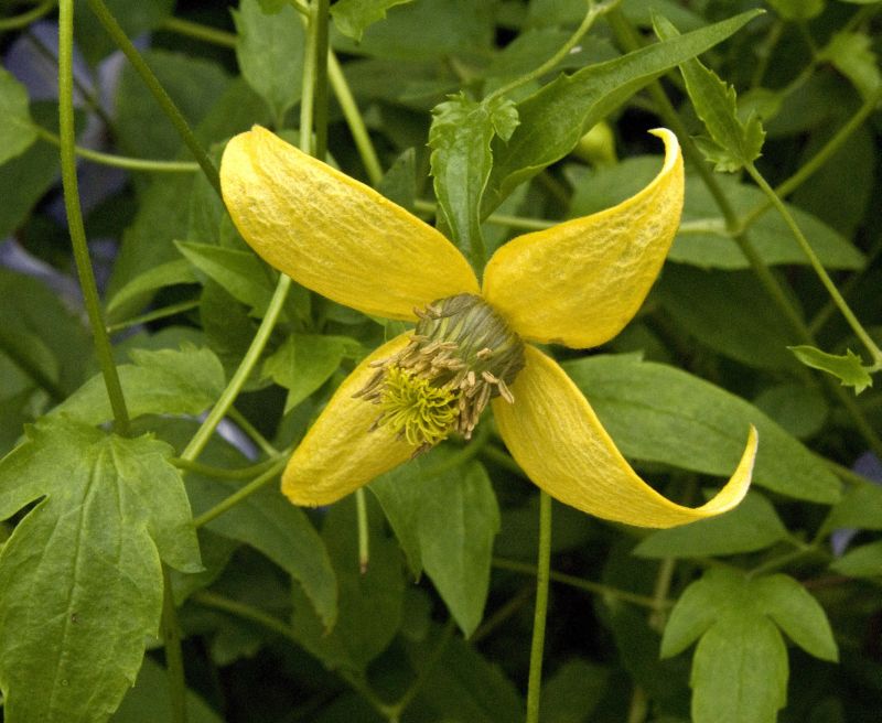 Clematis tangutica 'Helios' - Gold-Waldrebe 'Helios'