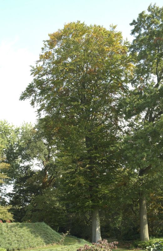 Fagus sylvatica 'Zlatia' - Goldbuche 'Zlatia'