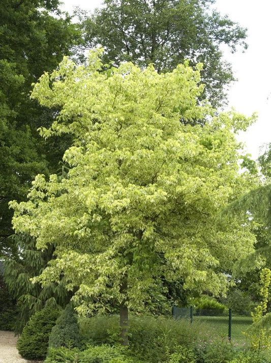Acer negundo 'Aureo-variegatum' - Goldbunter Eschenahorn 'Aureovariegatum'