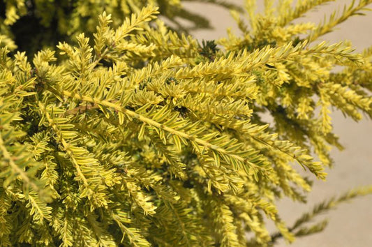 Taxus baccata 'Adpressa Aurea' - Goldeibe 'Adpressa'