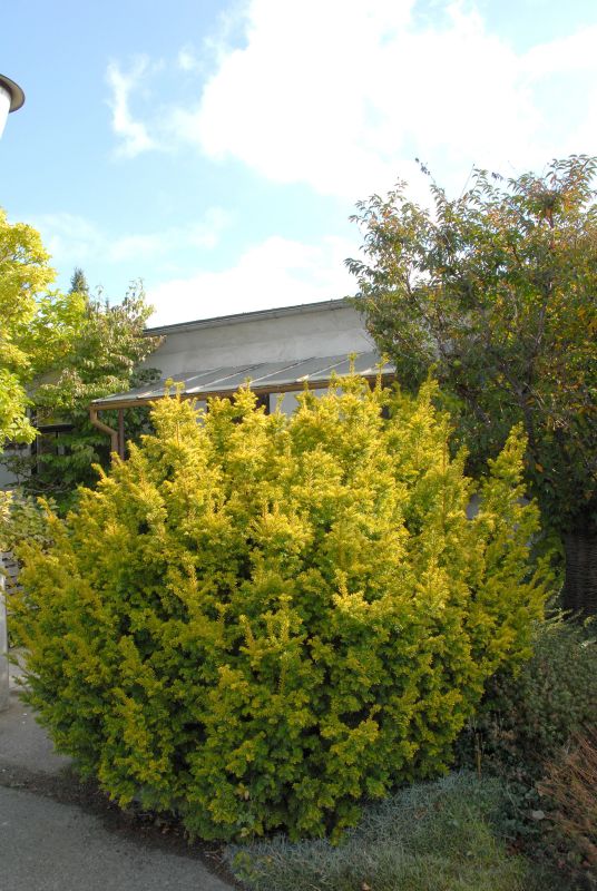 Taxus baccata 'Semperaurea' - Goldene Straucheibe