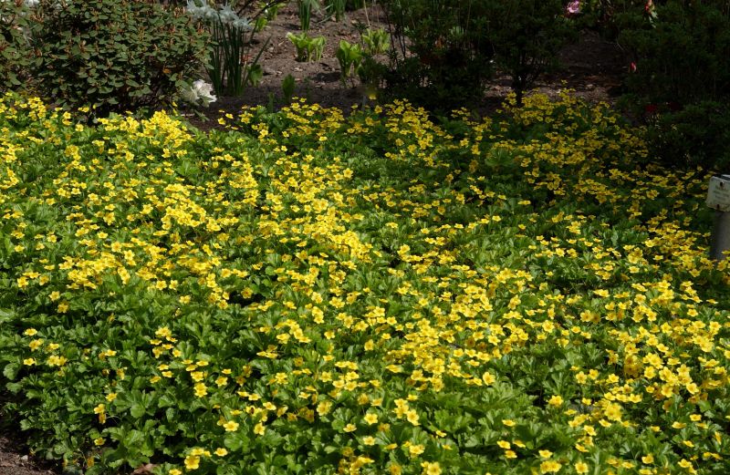 Waldsteinia ternata - Golderdbeere / Dreiblättrige Matten-Waldsteinie