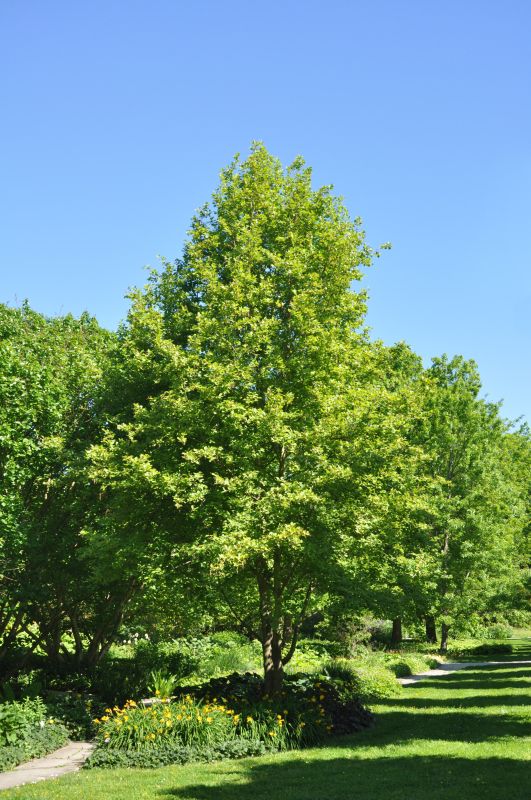 Alnus incana 'Aurea' - Golderle