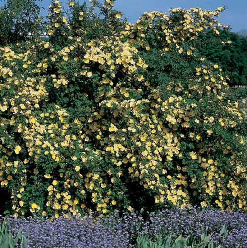 Rosa hugonis STR - Goldgelbe Rose