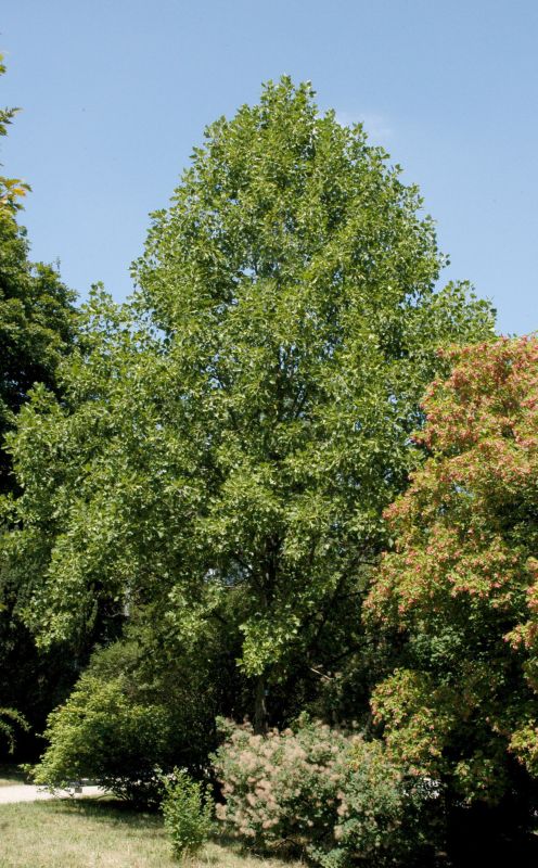 Liriodendron tulipifera 'Aureomarginatum' - Goldgelber Tulpenbaum