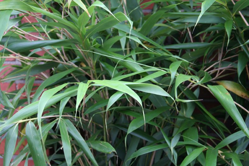 Phyllostachys aurea - Goldrohrbambus