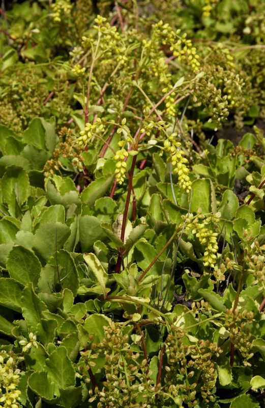 Chiastophyllum oppositifolium - Goldtröpfchen