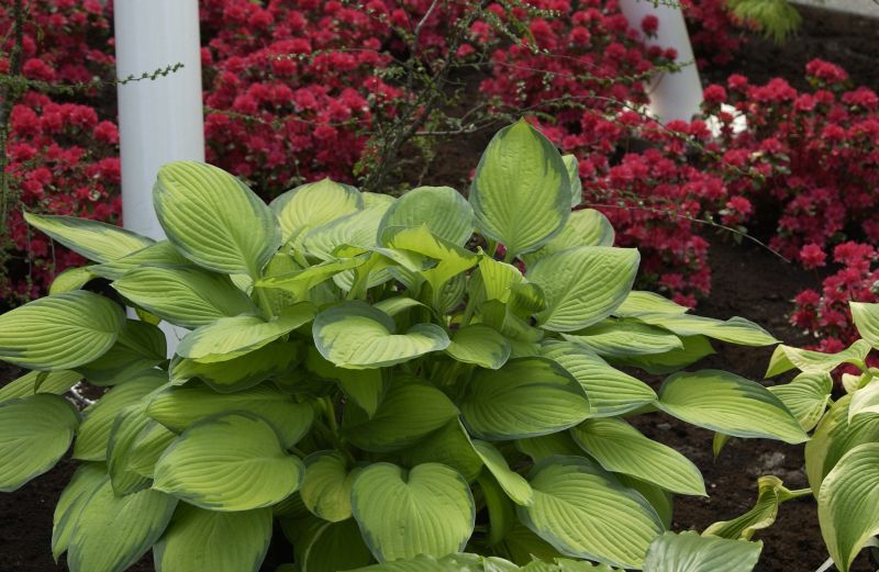 Hosta x fortunei 'Gold Standard' - Graublättrige, gelbgrüne Garten-Funkie Gold Standard