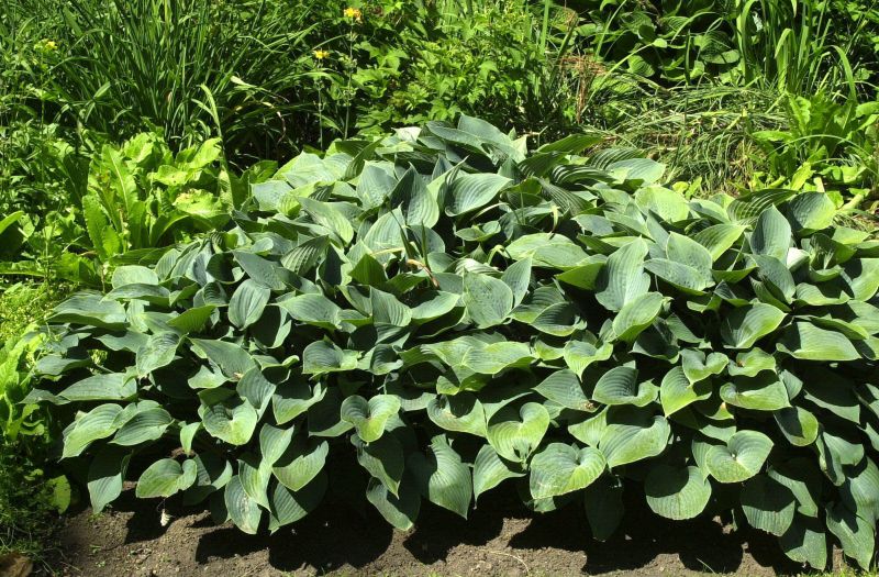 Hosta x tardiana 'Halcyon' - Graublaue Garten-Funkie Halcyon