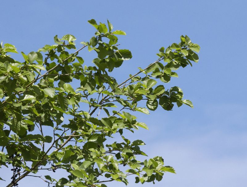 Alnus incana - Grauerle