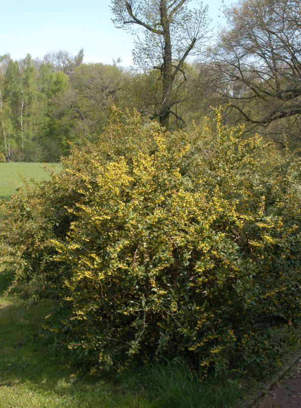 Berberis julianae - Großblättrige Berberitze