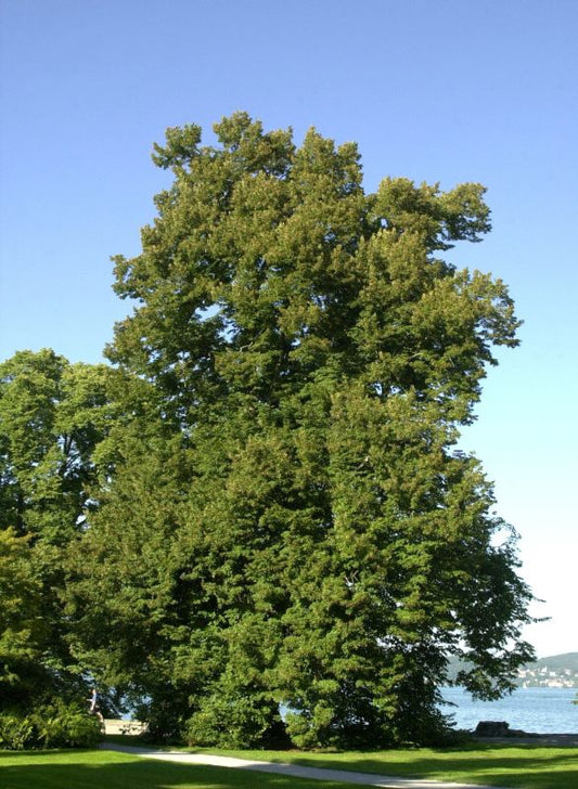 Tilia platyphyllos - Großblättrige Sommerlinde