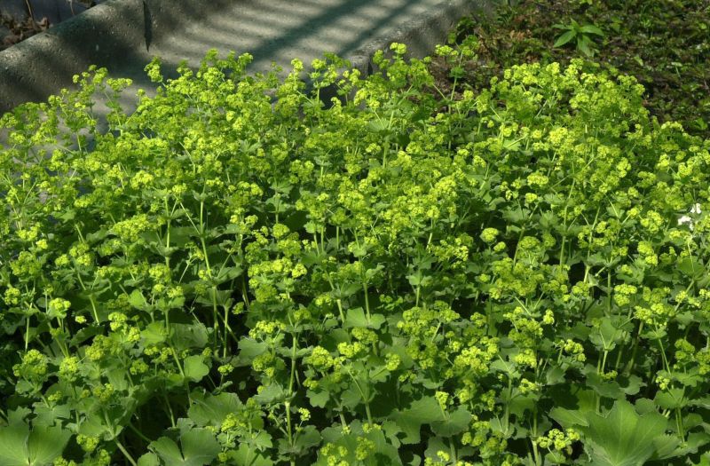 Alchemilla mollis 'Robustica' - Großblättriger Garten-Frauenmantel