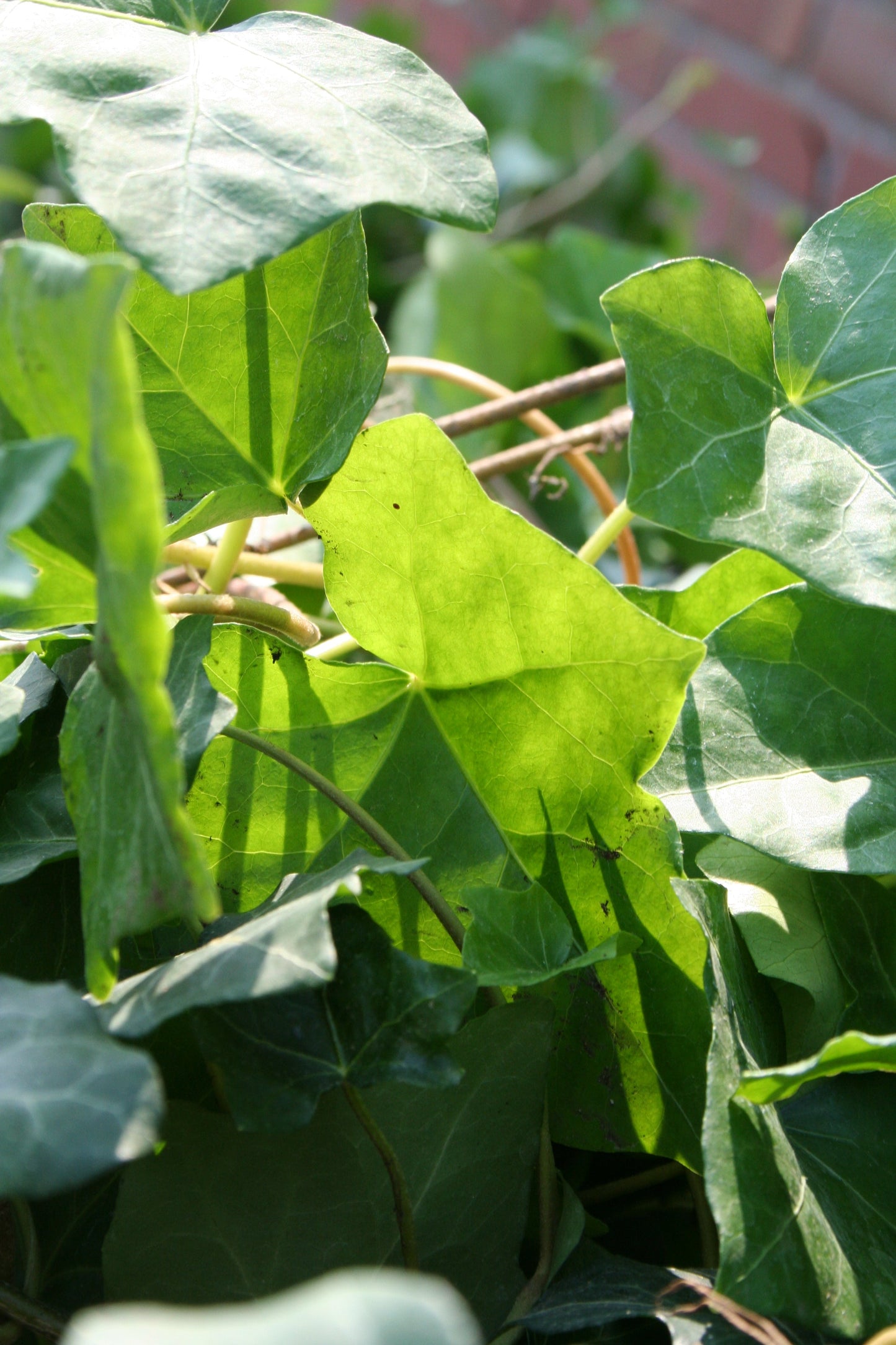 Hedera helix hibernica - Großblättriger irischer Efeu