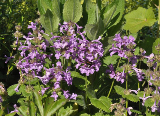 Stachys grandiflora 'Superba' - Großblütiger Garten-Ziest