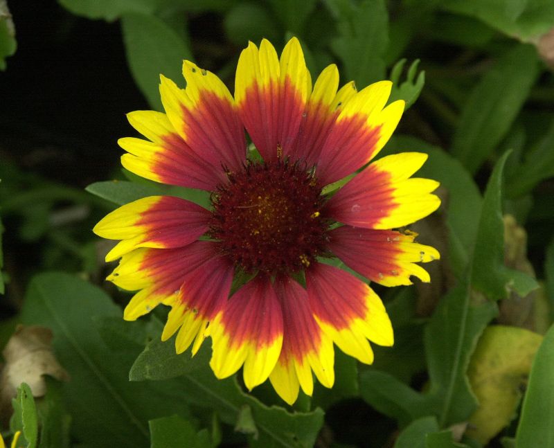 Gaillardia x grandiflora 'Kobold' - Großblumige Garten-Kokardenblume Kobold