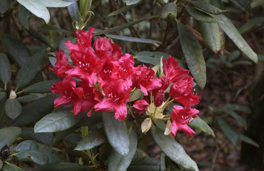 Rhododendron Hybride 'Blinklicht' ® - Großblumige Rhododendron 'Blinklicht' ®