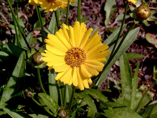 Coreopsis grandiflora 'Sonnenkind' - Großblumiges Garten-Mädchenauge