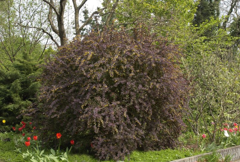 Berberis ottawensis 'Superba' - Große Blutberberitze 'Superba'